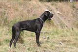 DOGUE ALLEMAND 929
